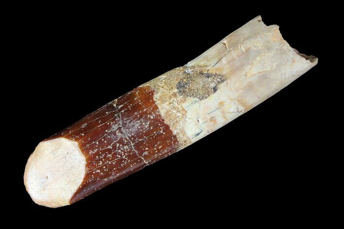 Rebbachisaurus Tooth With Partial Root - Sauropod Dinosaur #94155
